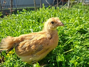 Puii Calitatea 1 toate Rasele 