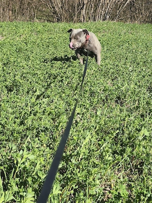 american buli cu pedegree 