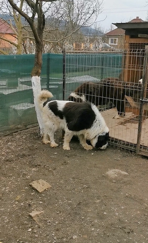 Mascul Ciobănesc de Bucovina  - imagine 3