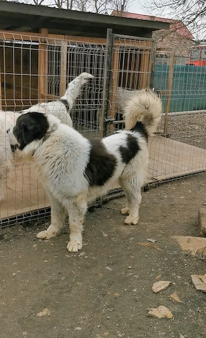 Mascul Ciobănesc de Bucovina  - imagine 2