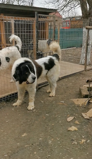 Mascul Ciobănesc de Bucovina 