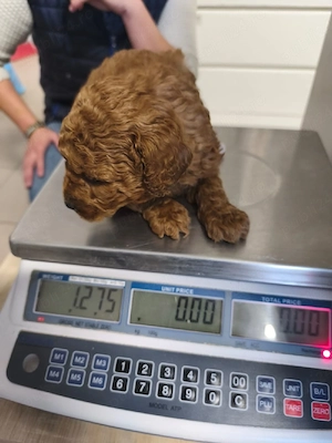 se vinde pudel cu pedegree atestati medical - imagine 3