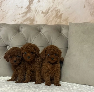 se vinde pudel cu pedegree atestati medical - imagine 2