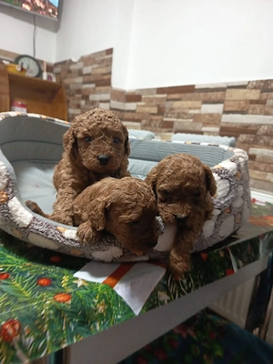 se vinde pudel cu pedegree atestati medical