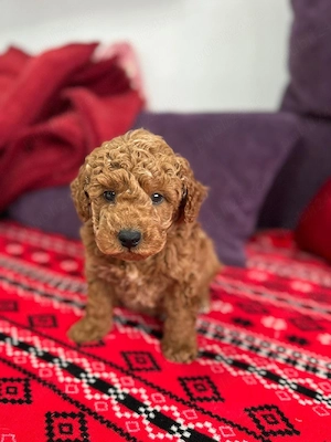 se vinde pudel cu pedegree atestati medical - imagine 4