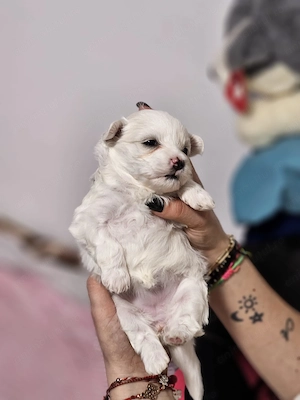 Căței Bichon Maltez 6 săptămâni