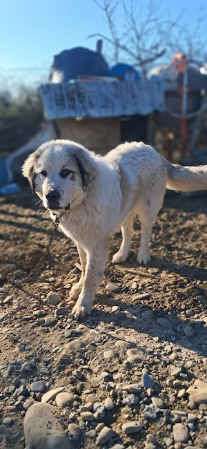 vand ciobanesc de bucovina.