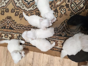 Căței Bichon Maltez 6 săptămâni - imagine 2