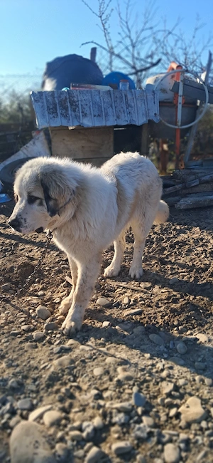 vand ciobanesc de bucovina. - imagine 2