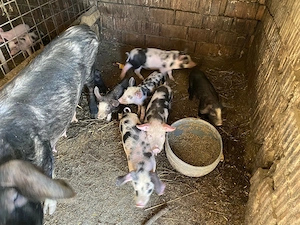 Vând purcei de 7 săptămâni 