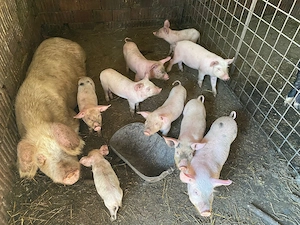 Vând purcei de 7 săptămâni  - imagine 2