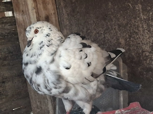 Porumbei King - imagine 4