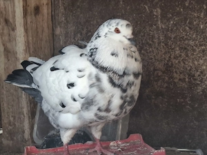 Porumbei King - imagine 3