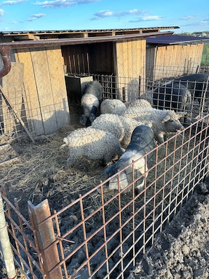 Vand purcei mangalita rasa pura, Peris Ilfov