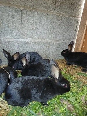 Iepurași de vânzare