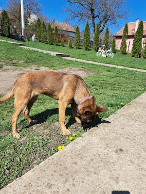 Catel ciobanesc belgian malinois