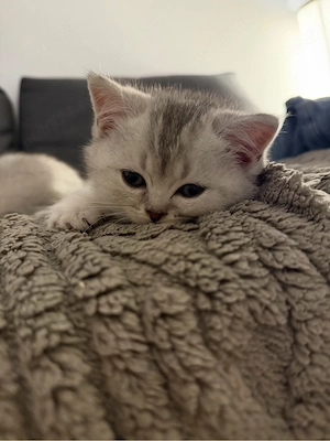 Doi puișori British Shorthair își caută familii iubitoare - imagine 4