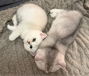 Doi puișori British Shorthair își caută familii iubitoare - imagine 2