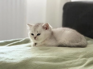 Doi puișori British Shorthair își caută familii iubitoare - imagine 3