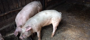 Vand soldani . - imagine 2