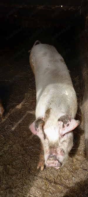 Vand soldani . - imagine 5