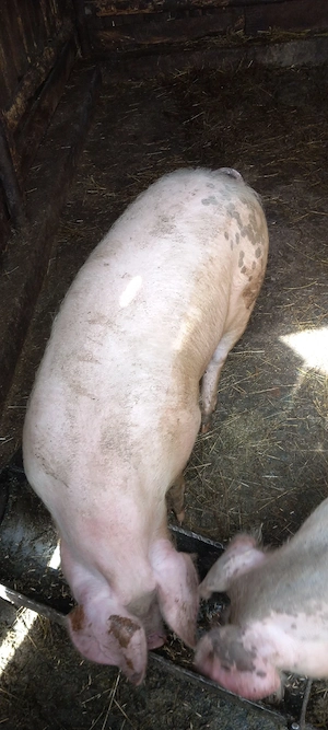 Vand soldani . - imagine 3