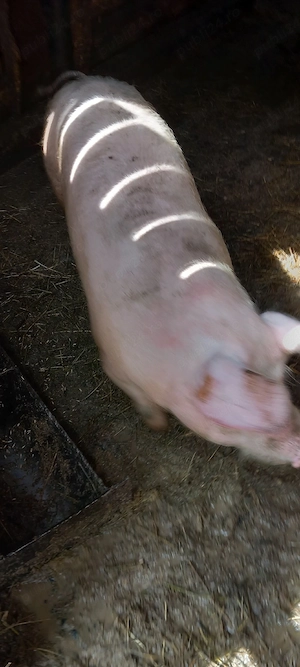 Vand soldani . - imagine 4