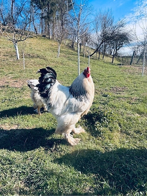 Vând ouă Brahma Hd