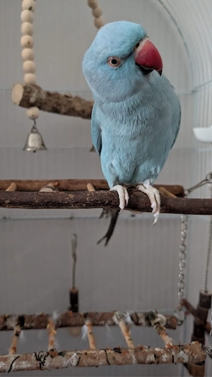 Vând papagal Micul Alexandru