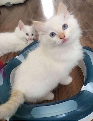 ragdill mascul si femela