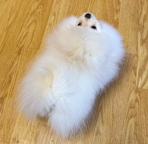 Pui Pomeranian  - CANISA - imagine 3