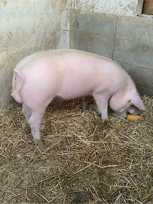 VIER landrace+pietrain in jur de 70 kg - imagine 2