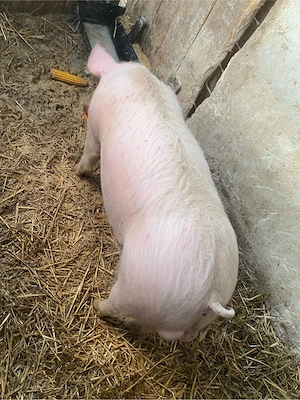 VIER landrace+pietrain in jur de 70 kg - imagine 4