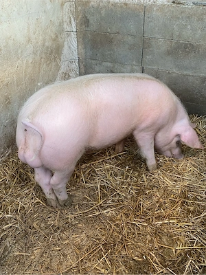 VIER landrace+pietrain in jur de 70 kg - imagine 3