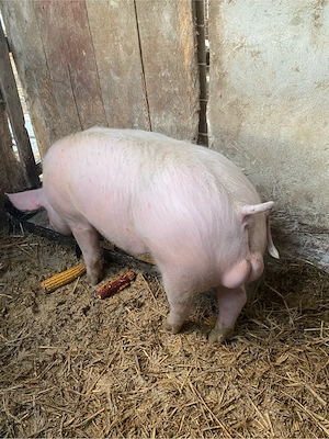 VIER landrace+pietrain in jur de 70 kg - imagine 5