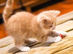 Pisicuț spre adoptie - imagine 2