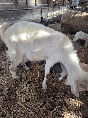 vand capra cu iada metin sannen