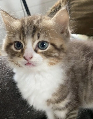 siberiană de Pădure  - imagine 3