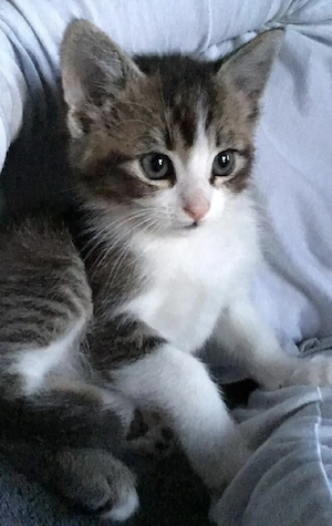 siberiană de Pădure  - imagine 4