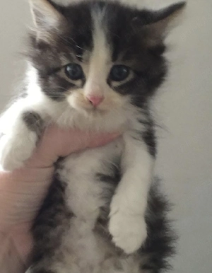 siberiană de Pădure  - imagine 2