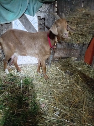 vand capra metis de anglonubian