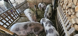 Vând porci rasa de carne ! - imagine 2