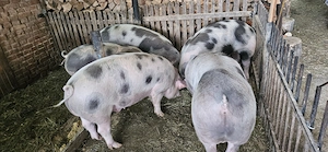 Vând porci rasa de carne !