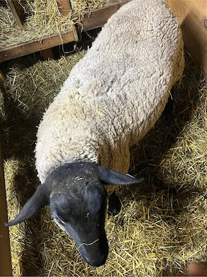 berbecut suffolk  - imagine 2