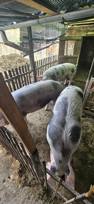 Vând porci rasa de carne ! - imagine 3