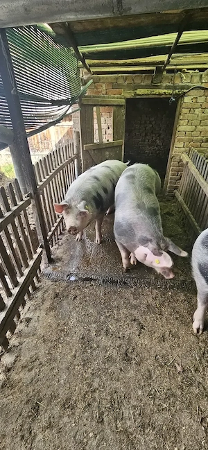 Vând porci rasa de carne ! - imagine 4