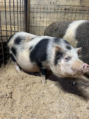 scroafa vietnamez - imagine 4