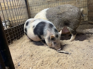 scroafa vietnamez gestanta