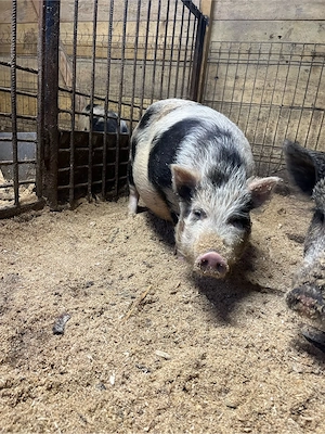 scroafa vietnamez - imagine 5