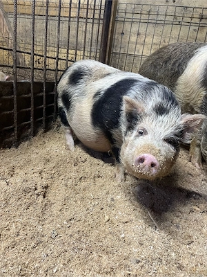 scroafa vietnamez - imagine 3